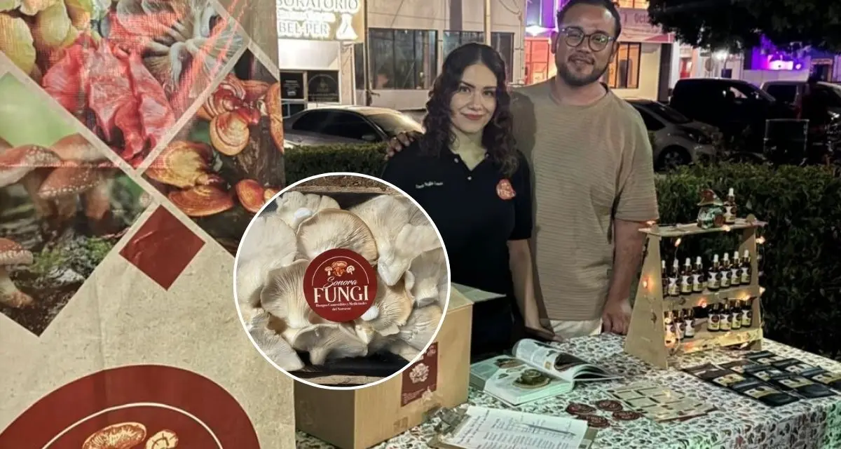 Setas ostra, una opción gastronómica saludable cultivada en Hermosillo. Foto: cortesía