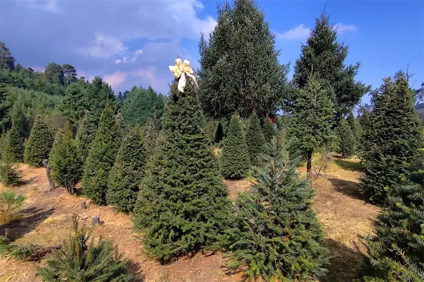 Árboles de Navidad producidos en suelo de conservación en la CDMX. Foto: Cortesía