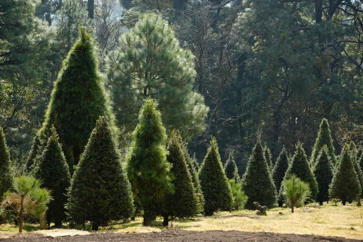 Inicia la temporada de venta de árboles de Navidad naturales en la CDMX. Foto: Cortesía