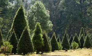 ¿Dónde comprar árboles de Navidad naturales en la CDMX?