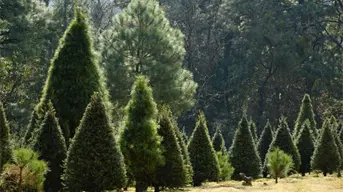 ¿Dónde comprar árboles de Navidad naturales en la CDMX?