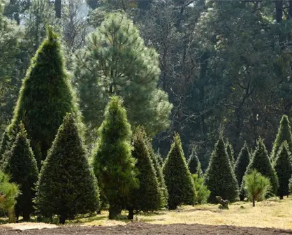¿Dónde comprar árboles de Navidad naturales en la CDMX?