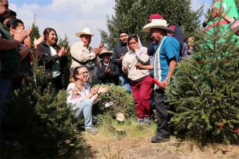 Vive la experiencia de cortar tu árbol de Navidad en la CDMX. Foto: Cortesía