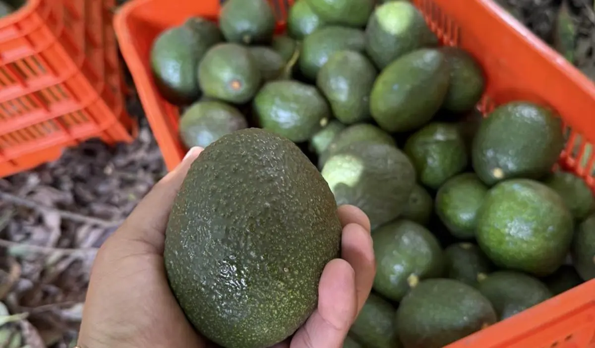 Aguacate michoacano avanza hacia la sostenibilidad con el programa Pro Forest Avocado y apoyo de Costco.