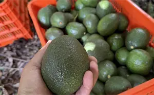 Buenas noticias para Michoacán: Costco solo comprará aguacate con certificación libre de deforestación