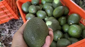 Buenas noticias para Michoacán: Costco solo comprará aguacate con certificación libre de deforestación