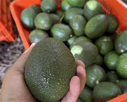 Buenas noticias para Michoacán: Costco solo comprará aguacate con certificación libre de deforestación