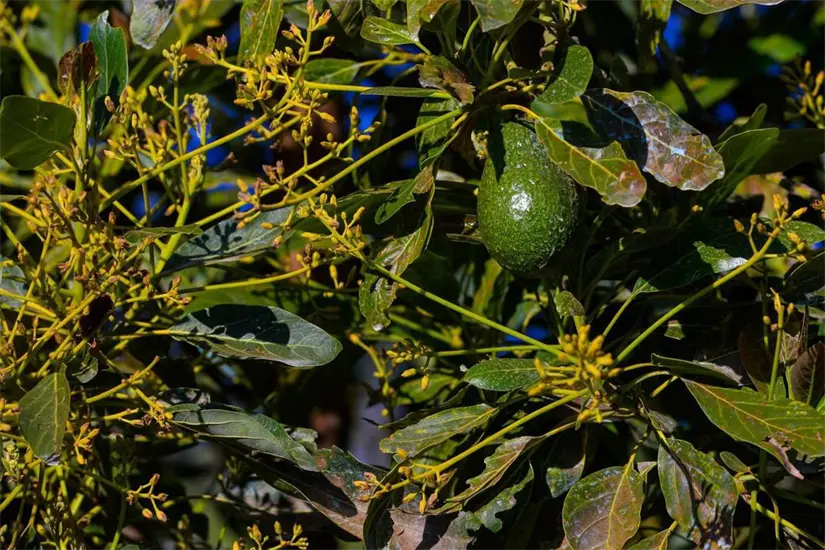Aguacate de Michoacán.