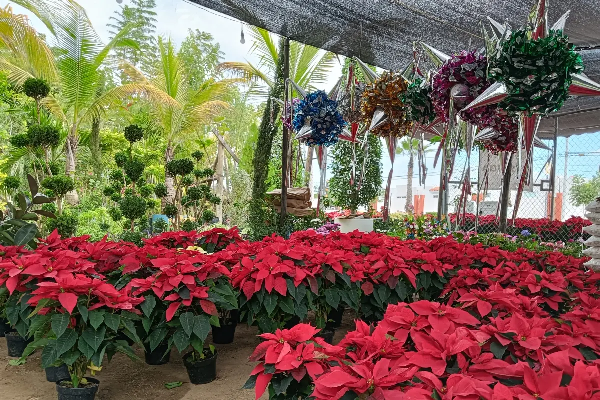 La Nochebuena, la emblemática flor mexicana (Cuetlaxóchitl), anuncia la Navidad en Culiacán y el mundo; es un símbolo de esperanza y tradición decembrina. | Imágenes de Francisco Castro