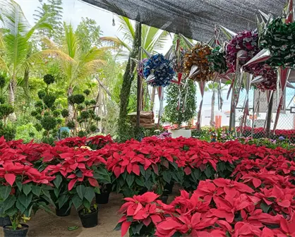 Nochebuena: la flor mexicana que anuncia esperanza y Navidad en Culiacán y el mundo