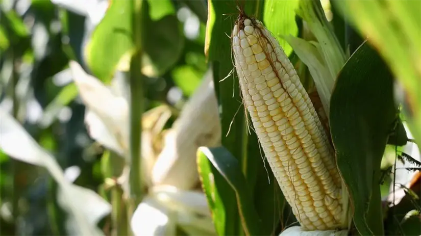 150 pesos por tonelada de maíz estará entregando el Gobierno de Jalisco. Foto: Cortesía