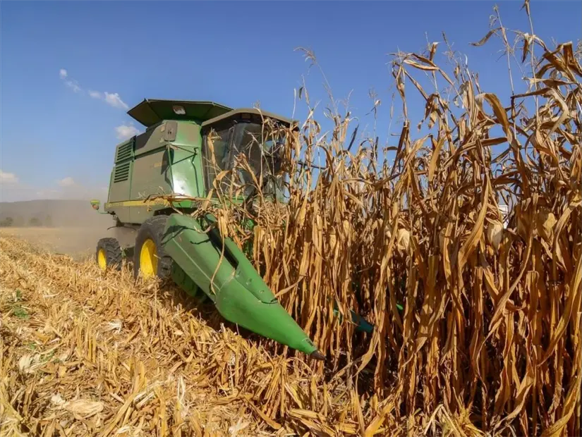 Dónde hacer el pre-registro para el apoyo de maíz blanco en Jalisco y requisitos. Foto: Cortesía