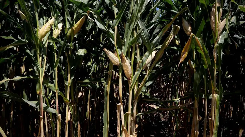 Fecha límite para solicitar el apoyo de maíz blanco en Jalisco. Foto: Cortesía