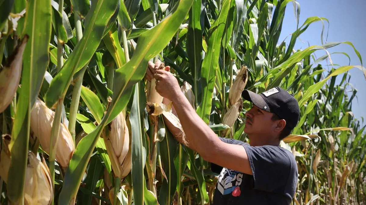 Anuncian pre-rregistro de apoyo de maíz blanco en el estado de Jalisco. Foto: Cortesía