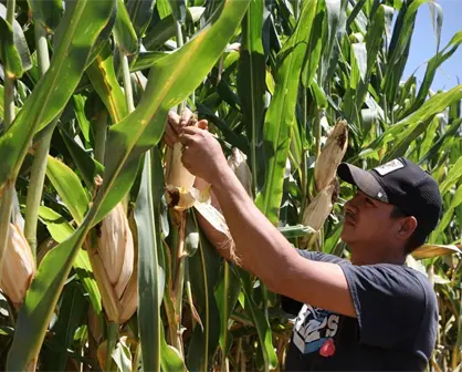 Reactivan pre-registro de apoyo a productores de maíz blanco en Jalisco; dónde hacerlo
