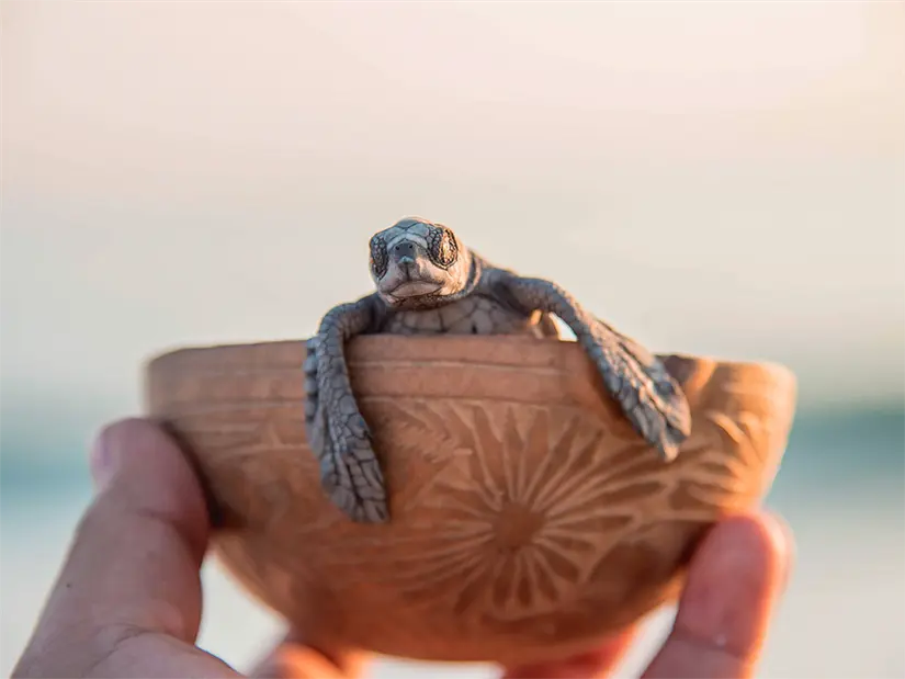 Obten una de las mejores experiencias al liberar tortugas marinas en Mazunte. Foto: Cortesía.