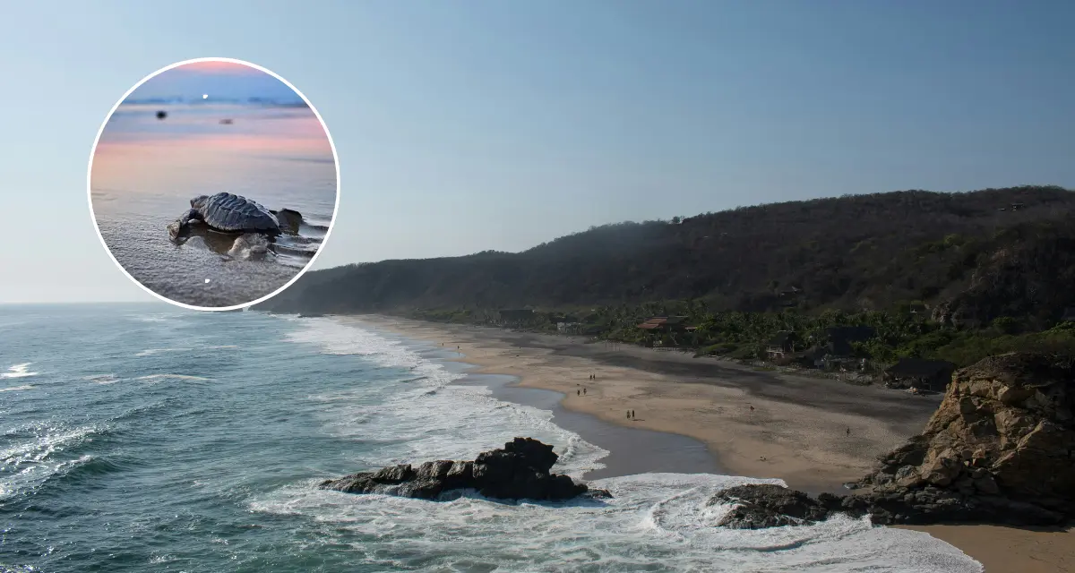 Estos son los Pueblos Mágicos ideales para el avistamiento de tortugas. Foto: Unsplash.