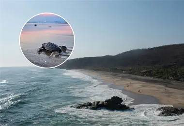 Mazunte, Sayulita y Todos Santos: tres joyas mexicanas para vivir el milagro del nacimiento de tortugas