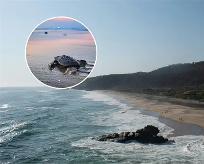 Mazunte, Sayulita y Todos Santos: tres joyas mexicanas para vivir el milagro del nacimiento de tortugas