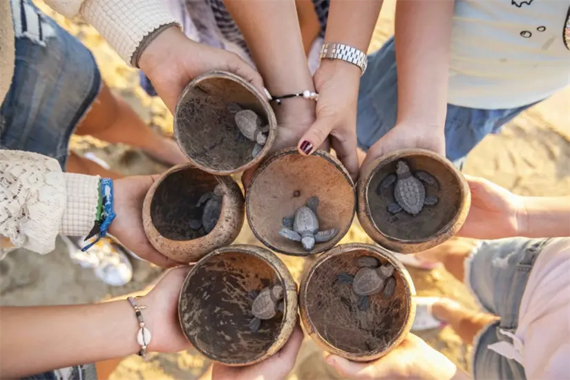 En Todos Santos puedes participar en la liberación de tortugas complemente gratis. Foto: México desconocido.