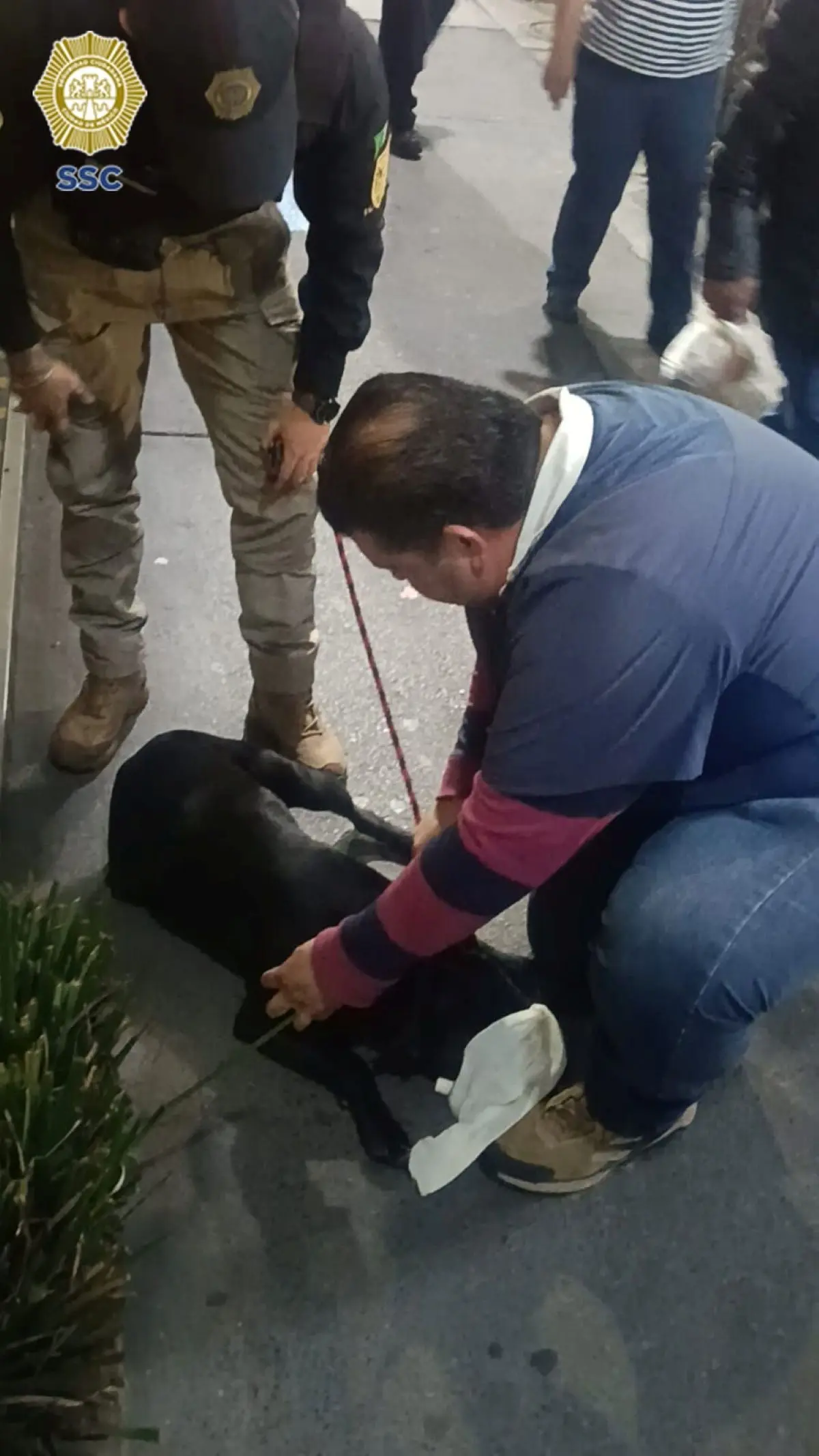 Atienden a perritos peregrinos en la CDMX. Foto: Cortesía
