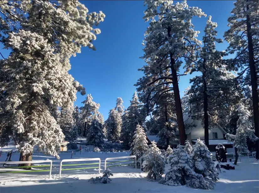 Disfruta de los hermosos bosques de La Rumorosa en invierno. Foto: cortesía.