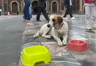 Perritos peregrinos 2025 en la CDMX; de qu&eacute; se trata y c&oacute;mo ayudarlos
