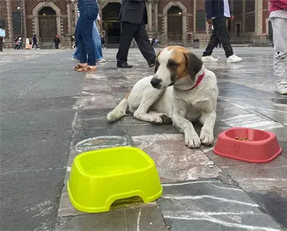 Perritos peregrinos 2025 en la CDMX; de qué se trata y cómo ayudarlos