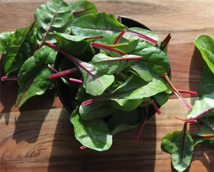 &iquest;Cu&aacute;l es la verdura m&aacute;s recomendada para comer en invierno?