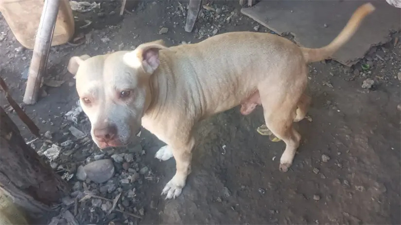 El evento se realizará este 16 de diciembre en la Ludoteca de Villa Juárez a partir de las 3 de la tarde.