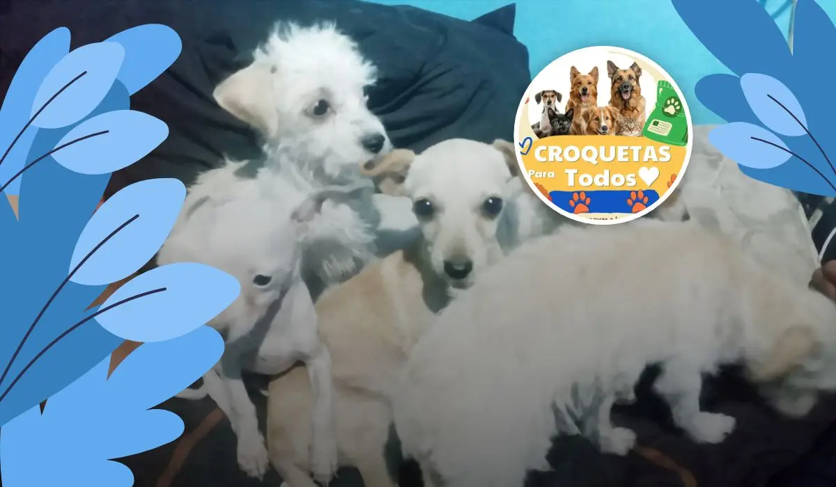 Rescatistas independientes de Villa Juárez organizan la colecta solidaria “Croquetas para Todos” en apoyo a perros y gatos rescatados.