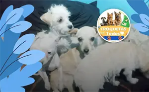 Promueven en Villa Juárez el evento solidario “Croquetas para Todos” en apoyo a perros rescatados