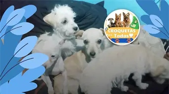 Promueven en Villa Juárez el evento solidario “Croquetas para Todos” en apoyo a perros rescatados