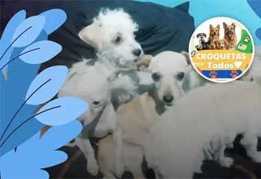 Promueven en Villa Ju&aacute;rez el evento solidario "Croquetas para Todos" en apoyo a perros rescatados