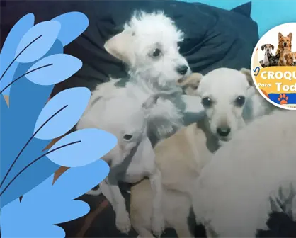 Promueven en Villa Ju&aacute;rez el evento solidario "Croquetas para Todos" en apoyo a perros rescatados