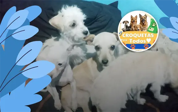 Promueven en Villa Ju&aacute;rez el evento solidario "Croquetas para Todos" en apoyo a perros rescatados