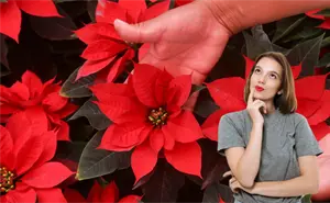 Mitos y verdades sobre la nochebuena: la planta navideña más querida de México