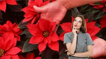 Mitos y verdades sobre la nochebuena: la planta navideña más querida de México