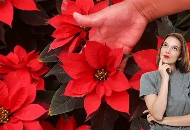 Mitos y verdades sobre la nochebuena: la planta navide&ntilde;a m&aacute;s querida de M&eacute;xico