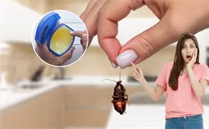 ¿Tienes cucarachas en casa? El truco con vaselina que sí funciona
