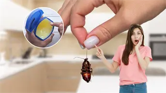 ¿Tienes cucarachas en casa? El truco con vaselina que sí funciona