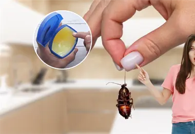 &iquest;Tienes cucarachas en casa? El truco con vaselina que s&iacute; funciona