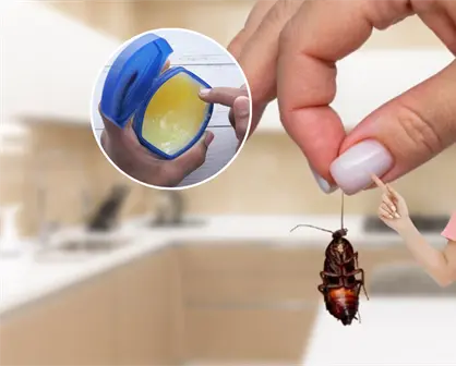 &iquest;Tienes cucarachas en casa? El truco con vaselina que s&iacute; funciona