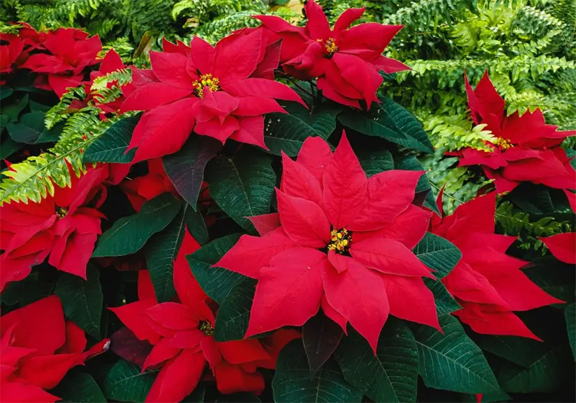 Conoce las creencias populares sobre la planta más popular en Navidad. Foto: Cortesía.