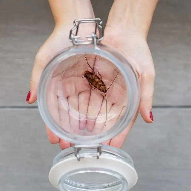 Para la trampa solo necesitarás un frasco, vaselina ay cebo para atrapar a estos insectos. Foto: Cortesía.