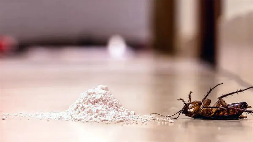 Conoce otros medios caseros para eliminar estos molestos insectos. Foto: Cortesía.