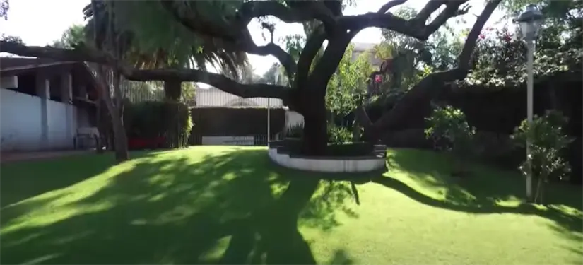 Enorme árbol en el jardín de Maribel Guardia. Foto: cortesía.