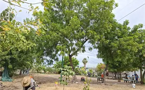 Un sueño comunitario hecho realidad: renace la cancha de voleibol ‘La 15’ en el bulevar Agricultores en Culiacán