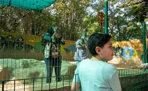 ¡Entrada gratuita! Zoológico de Culiacán da la bienvenida a dos nuevos capibaras con festejo navideño