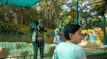 ¡Entrada gratuita! Zoológico de Culiacán da la bienvenida a dos nuevos capibaras con festejo navideño